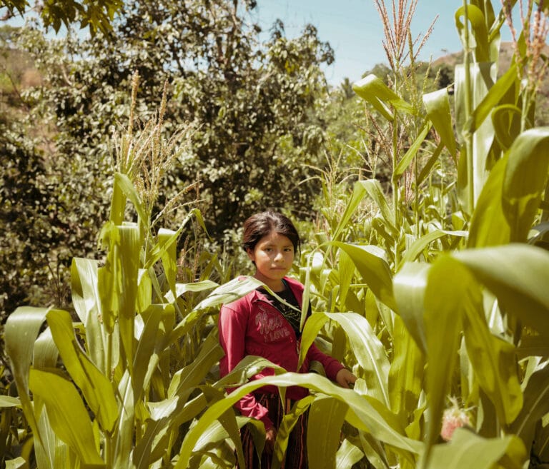 Ei jente med rød jakke står midt i en høy maisåker og ser mot kamera, i Guatemala