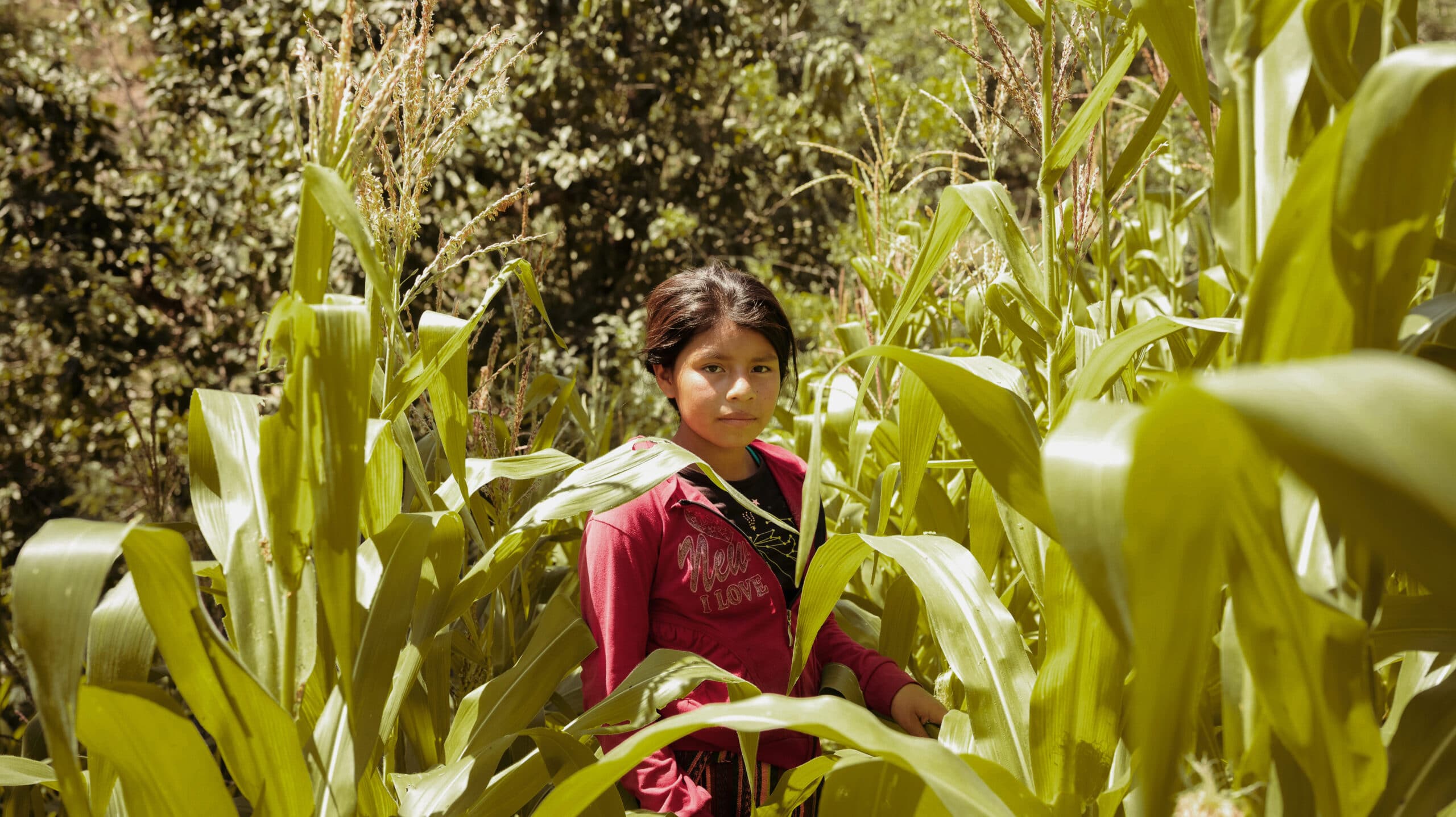 Ei jente med rød jakke står midt i en høy maisåker og ser mot kamera, i Guatemala